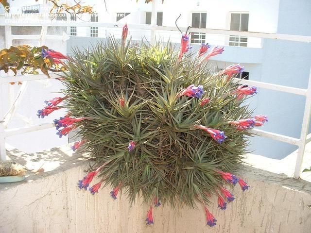 tillandsia - detalle grupo