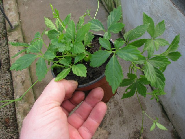 Gynostemma pentaphyllum - planta a la venta