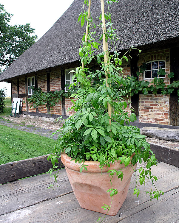 Gynostemma pentaphyllum- porte planta