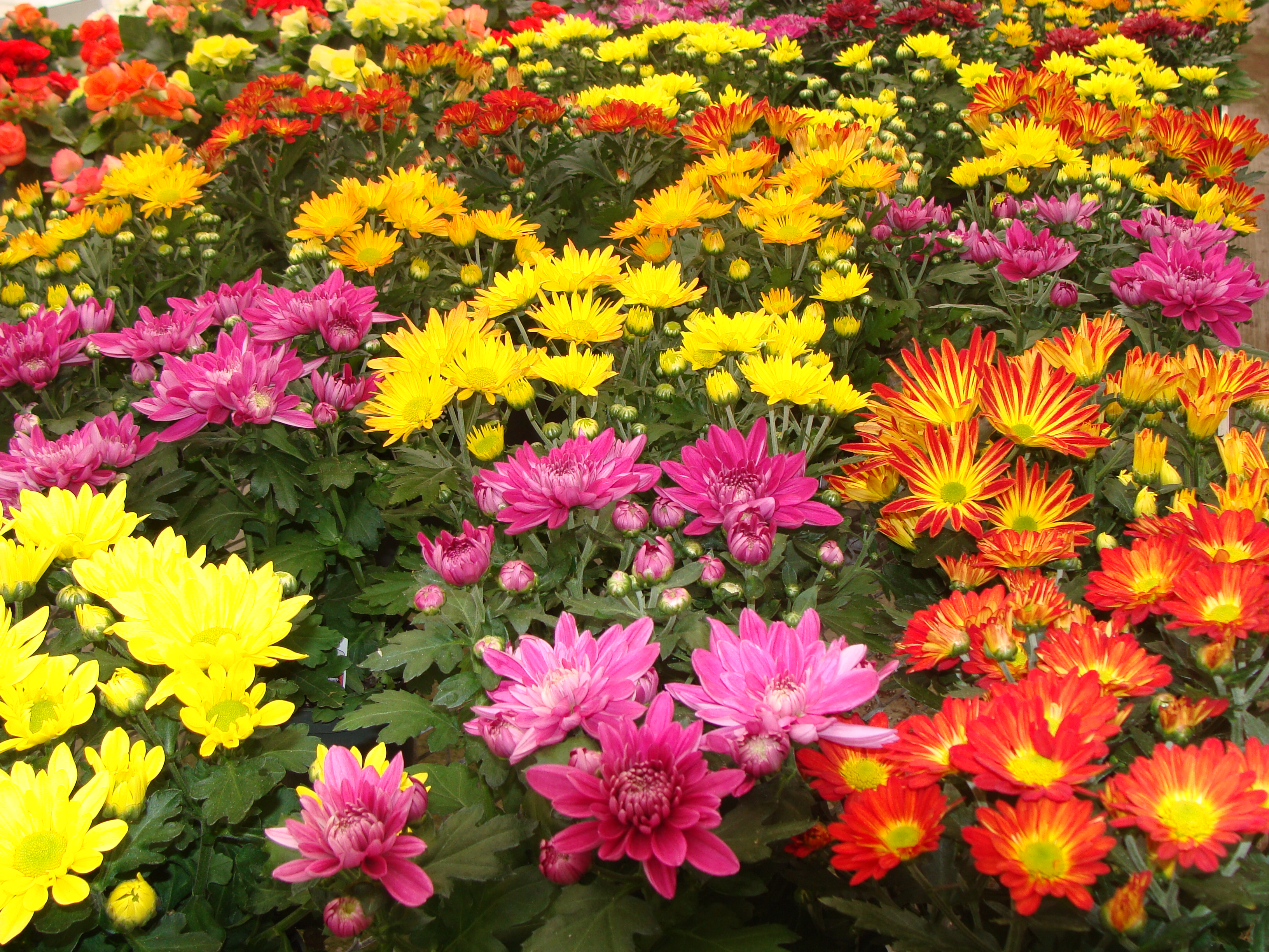 Planta del mes de Septiembre: Crisantemo con un 25% de descuento.