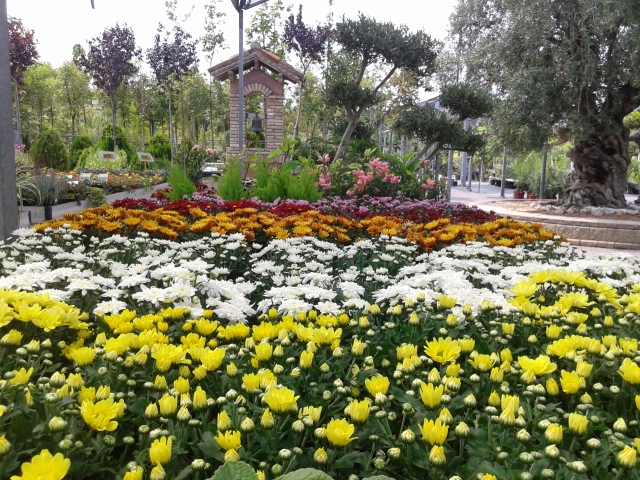 crisantemos garden 1