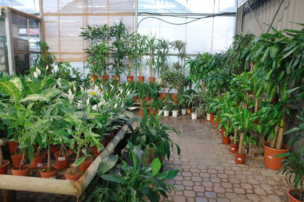 planta-de-interior-2