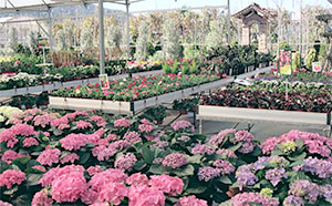 planta-exterior-garden1