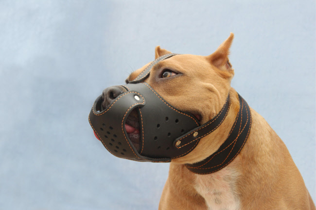 perro-raza-peligrosa-con-bozal