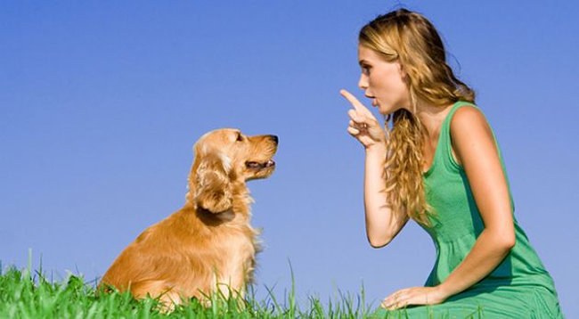 educa-a-tu-perro-correctamente