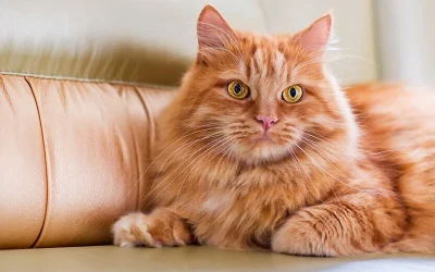 ¿Tu gato sufre estrés?: síntomas y soluciones