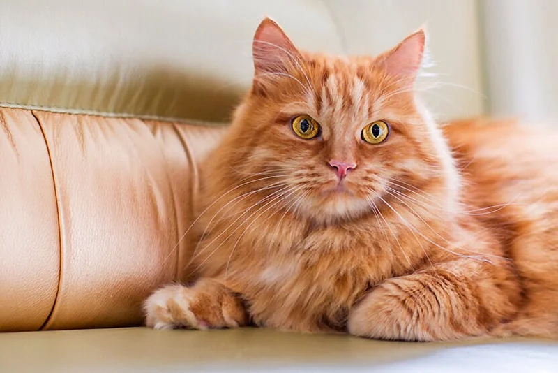 ¿Tu gato sufre estrés?: síntomas y soluciones