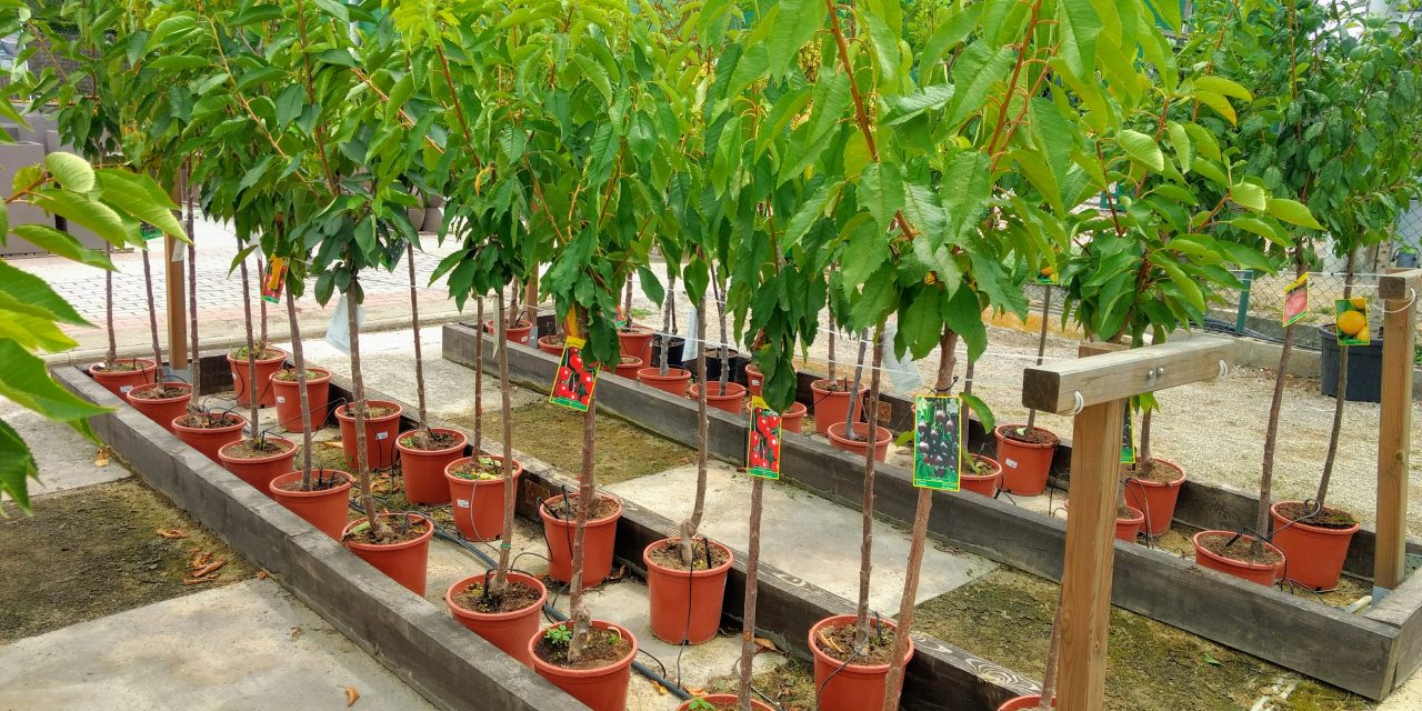 Planta del mes de Agosto: Todos los Árboles Frutales con un 15% de descuento