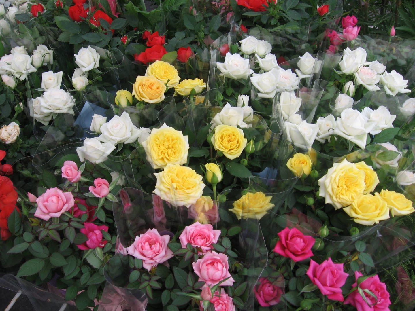 Planta del mes de Mayo: Rosales miniatura con un 25% de descuento