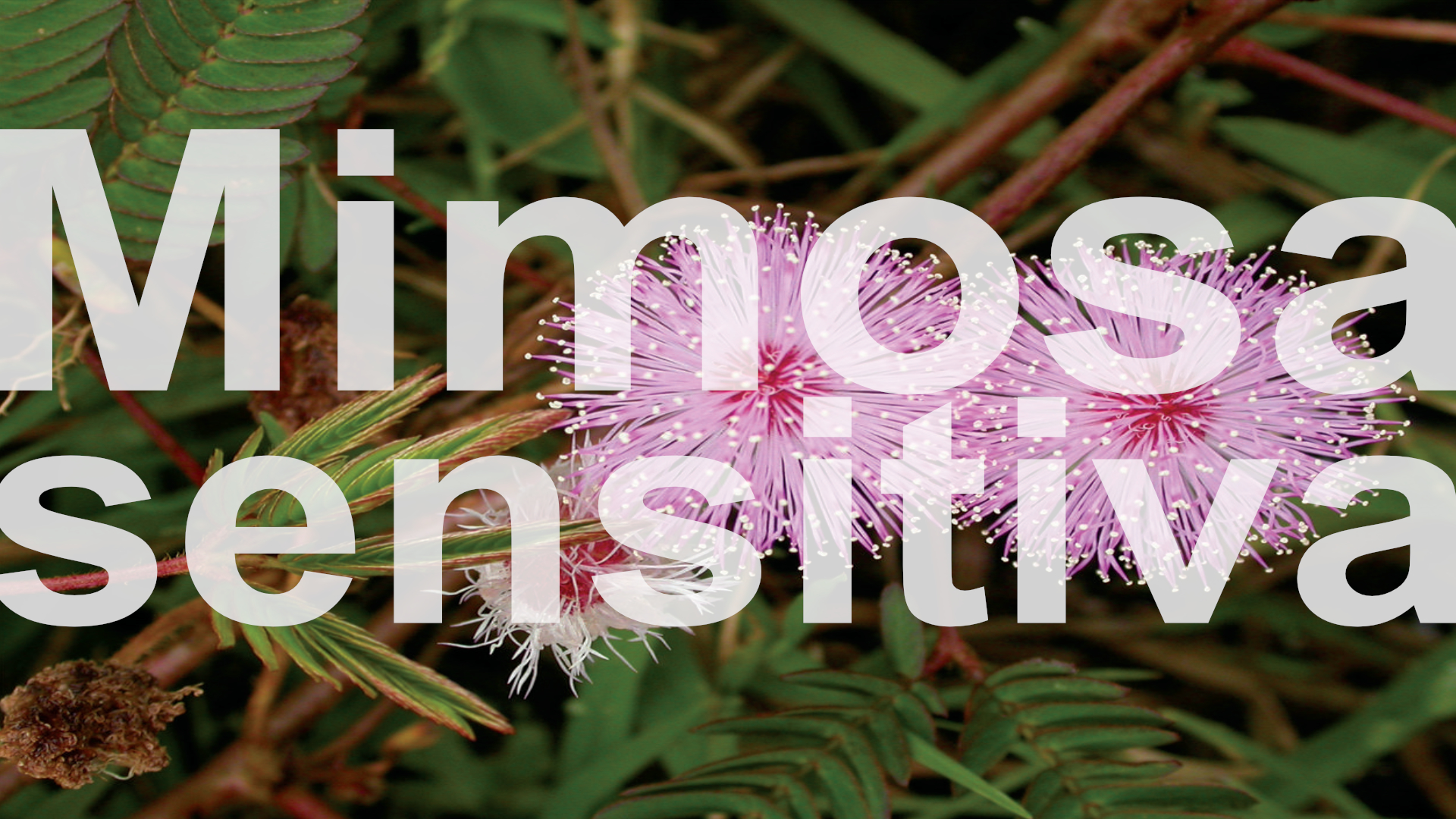 Cuidados y características de la Mimosa sensitiva