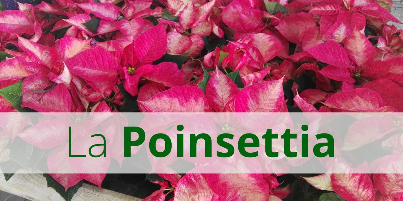 La Poinsettia: características y cuidados (video)