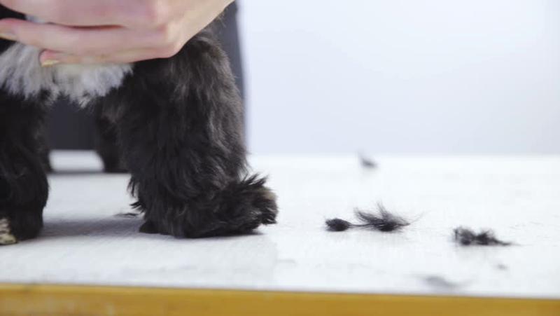 Cómo tratar la caída del pelo en los perros