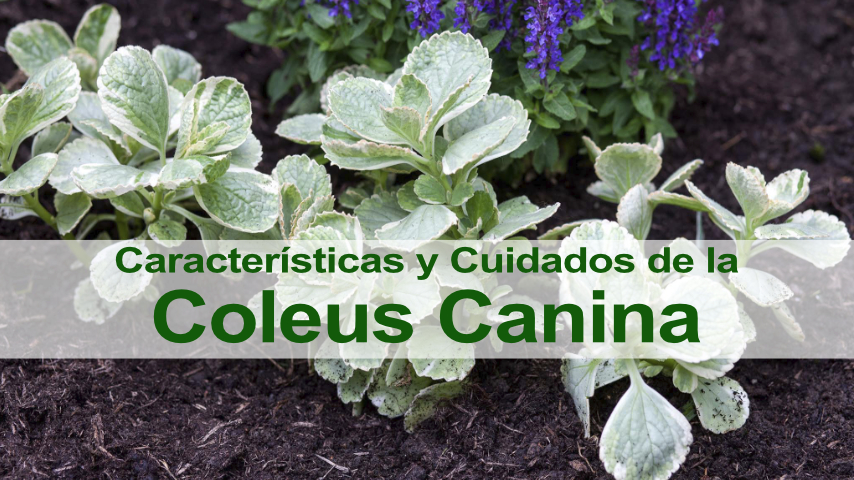 30 Semi Di Coleus Canina - Pianta Anti-Zanzare, Facile Da Coltivare