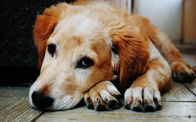 Cómo identificar los síntomas de enfermedad de un perro