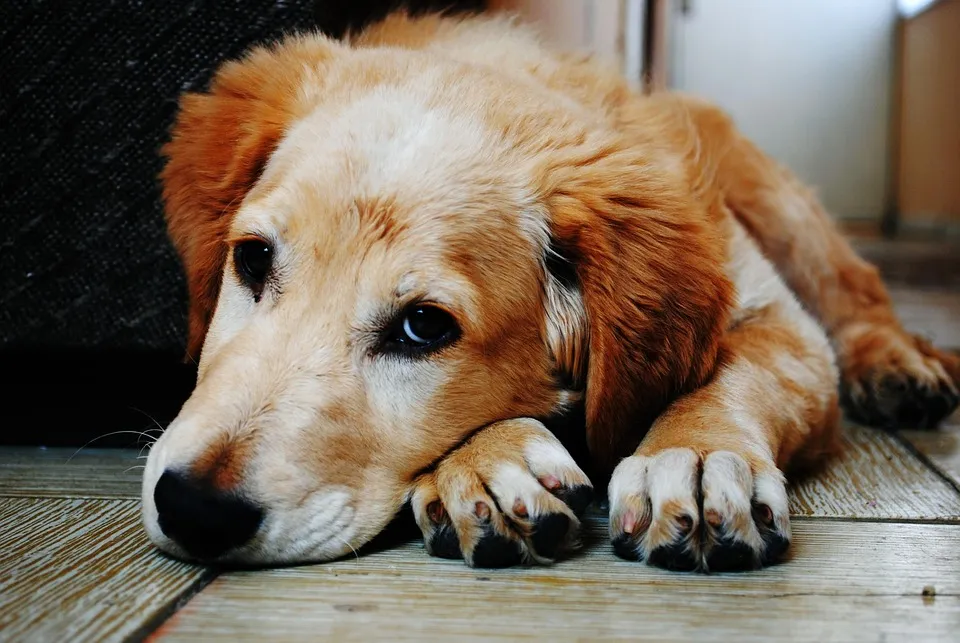 Cómo identificar los síntomas de enfermedad de un perro