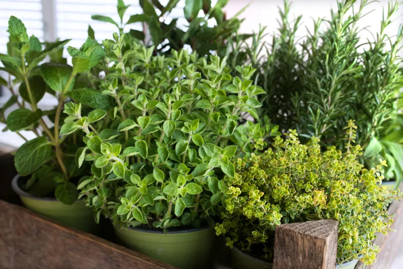 5 plantas aromáticas que no pueden faltar en tu jardín