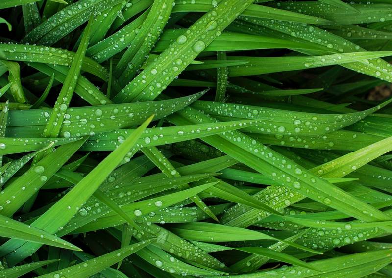 Cuidados del césped en octubre