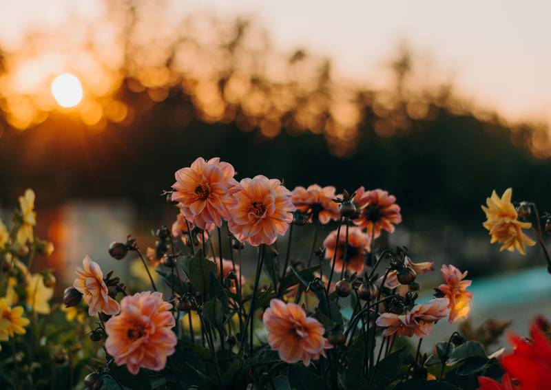 Cuidados de las plantas con flor en octubre