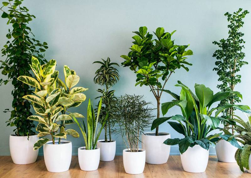 cuidados de las plantas de interior en octubre