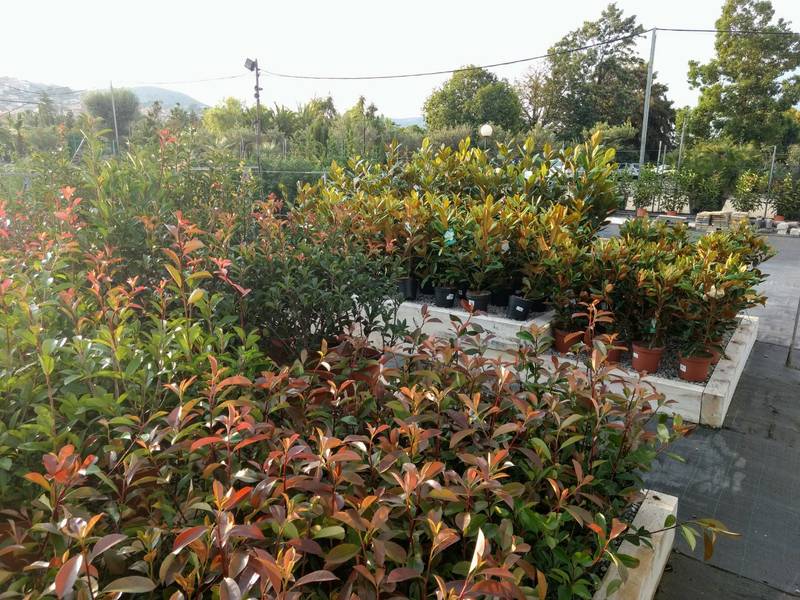 Cuidado de árboles y arbustos en octubre