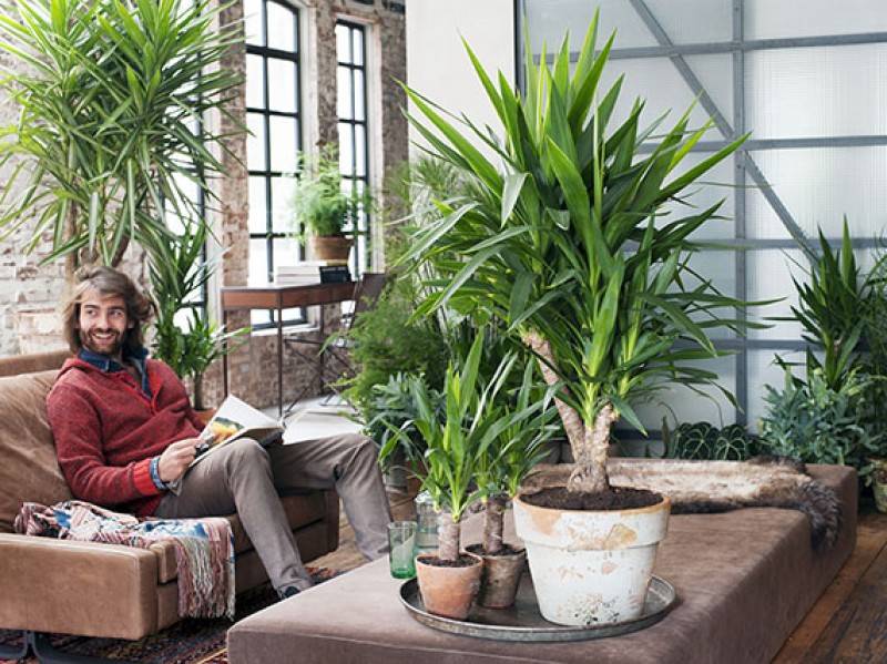 Yucas: un verde toque ‘tex-mex’