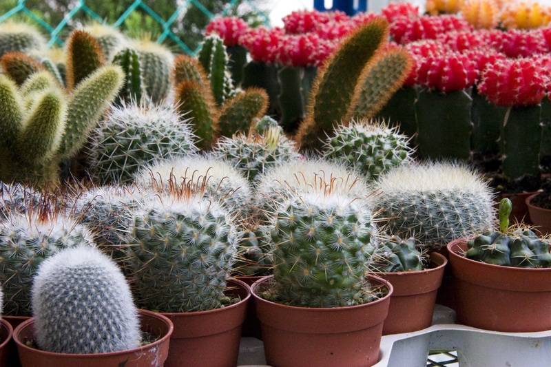 Cómo y cuando transplantar un cactus