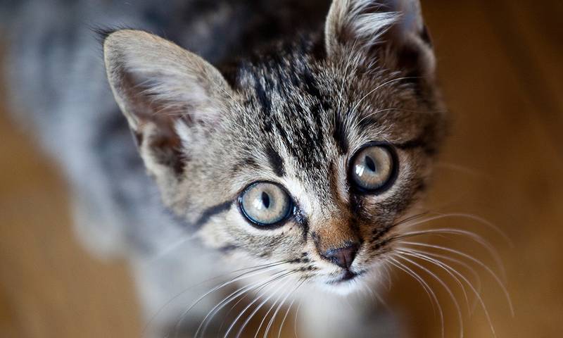 Interacción de las personas mayores y niños con los gatos