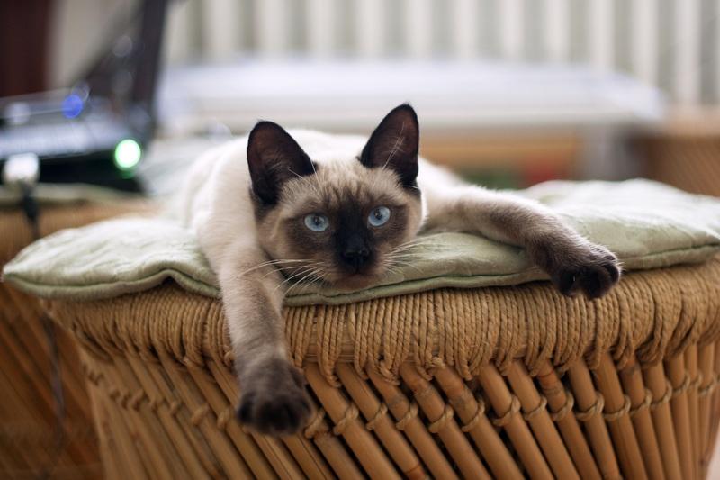 Cómo proteger a tu mascota frente al frío