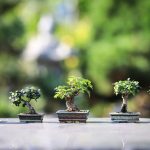 Decora tu hogar con bonsáis