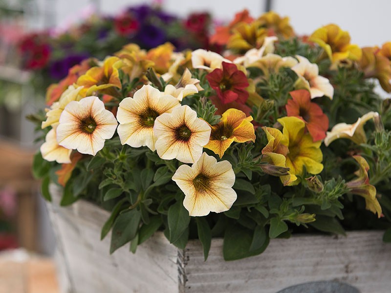 Petunias: las reinas del verano