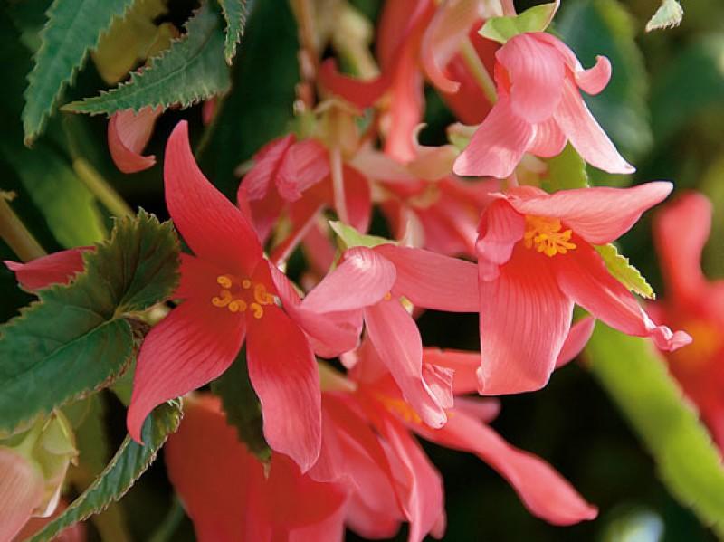 Color en tu terraza y jardín ¡todo el verano!