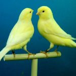 Cómo saber si un pájaro es feliz