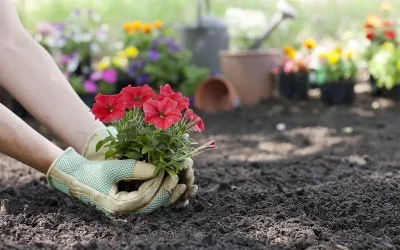 Agenda del jardín de Agosto
