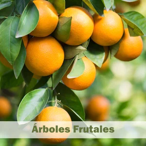 Arbres Fruiters