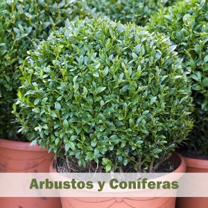 Arbustos y Coníferas