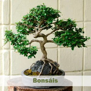 Bonsáis
