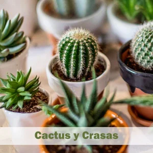 Cactus y Crasas