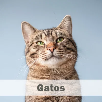 Gatos