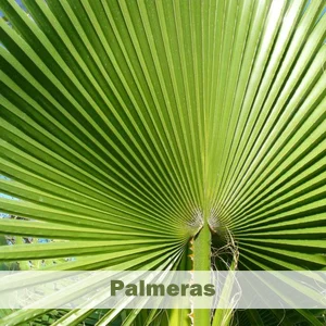 Palmeras