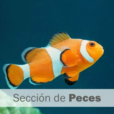 Peces