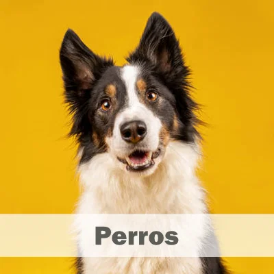 Perros