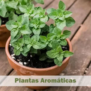 Aromáticas