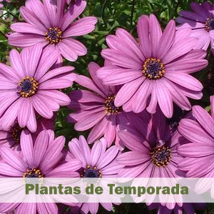 Plantas de Temporada