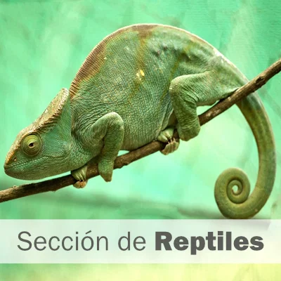 Reptiles