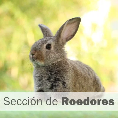 Roedores