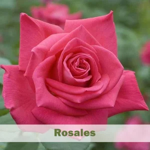 Rosales