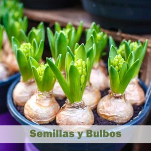 Semillas y Bulbos