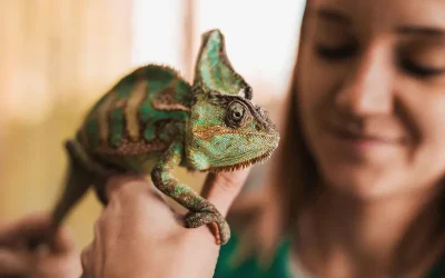 Consejos para el cuidado de mascotas exóticas