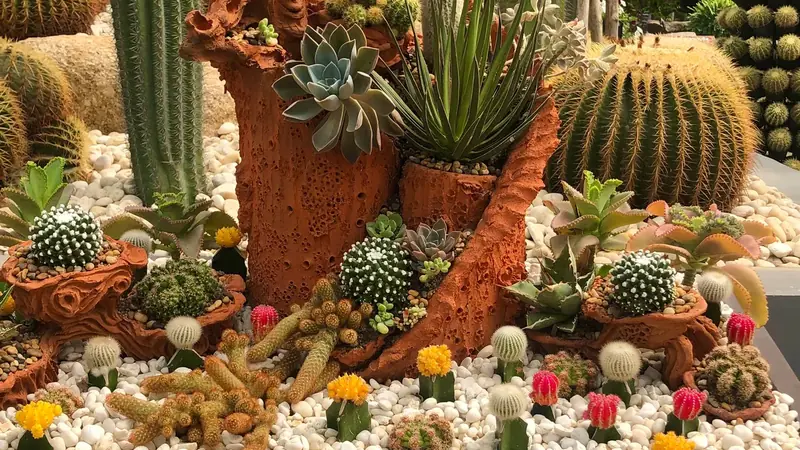 Jardín de cactus y suculentas: un oasis de belleza y sostenibilidad