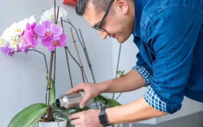 Cómo cuidar una orquídea
